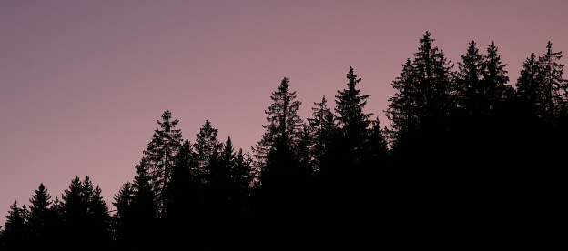 Outlines of tree tops at sunset. Colorful sky.