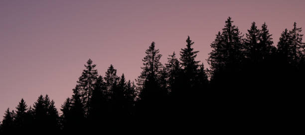 Outlines of tree tops at sunset. Colorful sky. stock photo