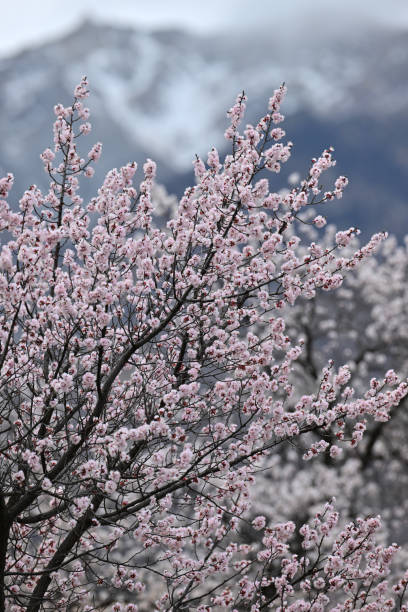 pink cherry blossom in spring and Snow mountain in Background stock photo