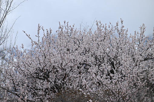 White cherry blossom in spring