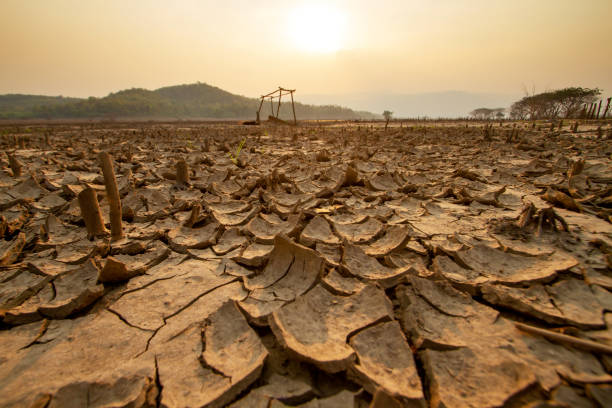 Heatwave and Climate change Landscape Dry cracked earth with dead crop plant at agriculture fields. High temperature and heatwave on summer exacerbate drought, impact to agricultural. el nino stock pictures, royalty-free photos & images