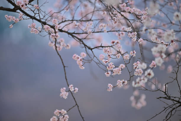 White cherry blossom in spring stock photo