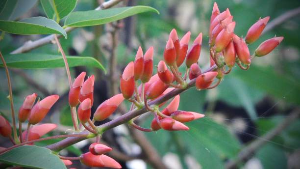 istock the cockspur coral tree (erythrina crista-galli) [ceibo - sp] bears unique deep red-colored flowers with bunched inflorescences. 1477851157