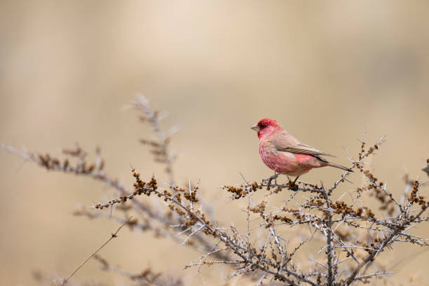 istock Great Rose Finch 1477851240