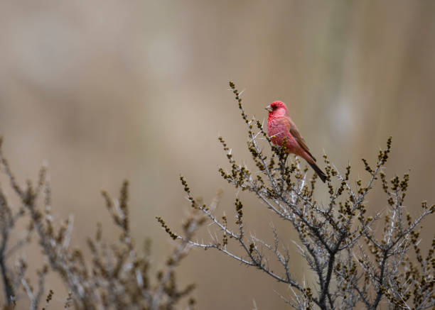 istock Great Rose Finch 1477851325
