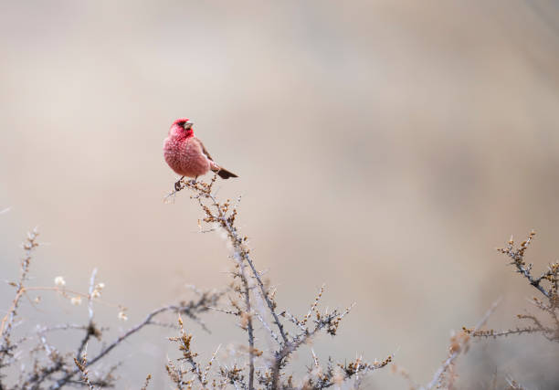 Great Rose Finch stock photo