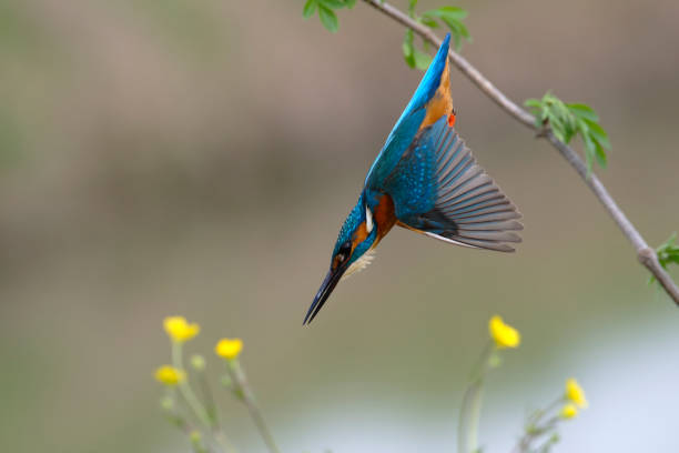 istock Kingfisher diving into water 1477851540