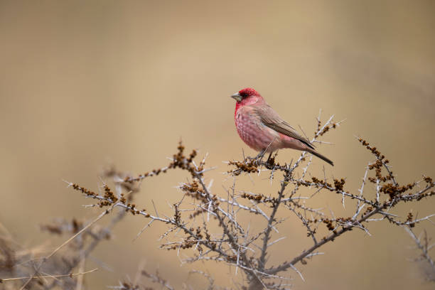 istock Great Rose Finch 1477851680