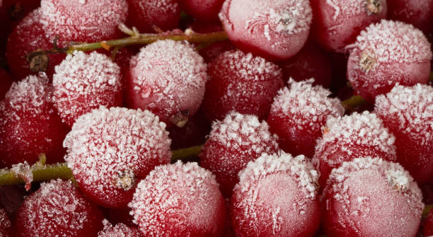 red currant berries are in the freezer