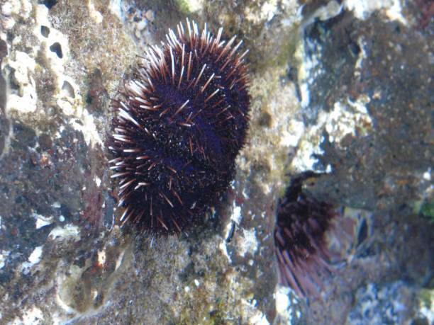 one collector urchin (tripneustes gratilla) lives in shallow tidal pools on the island of maui, hawai'i. photographing the island of maui, hawai'i - u.s.a. tripneustes stock pictures, royalty-free photos & images