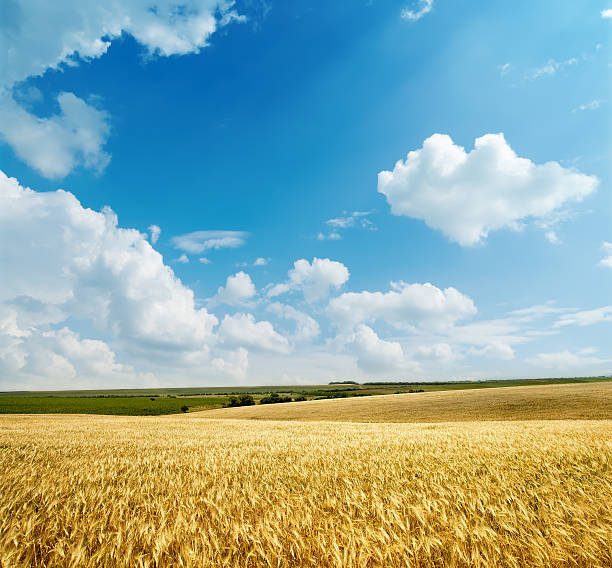 istock golden harvest under cloudy sky 147785259
