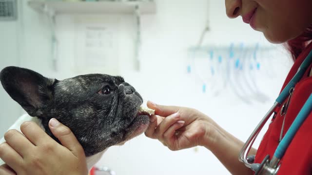 Young woman giving a piece of cookie to a dog in the veterinarian's office