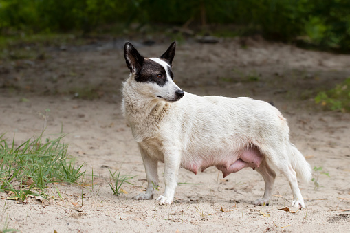 Dog mom.Homeless dirty feeding dog on the beach.Homeless animals on the street.