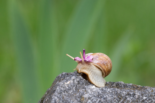 A funny grape snail eats a lilac flower.Snails in the wild.