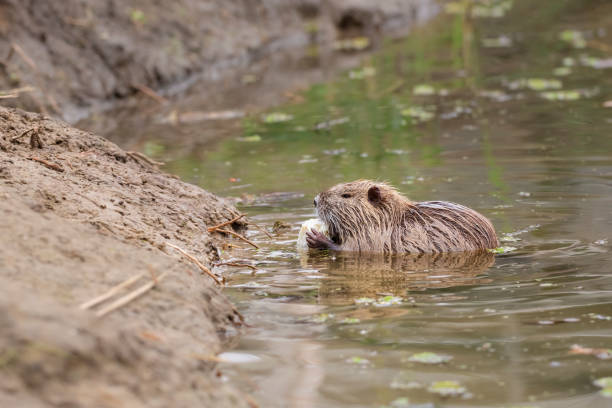 istock Nutria in city river.Nutria holds cabbage in its paws and eats it. Local people usually feed wild coypu by vegetables and bread. 1477857288