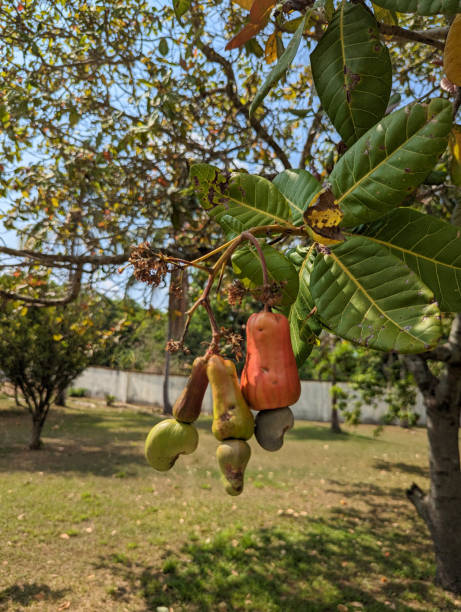Morning light on cashew fruit tree among coconut trees at an elementary and high school in San Juan Opico El Salvador Central America