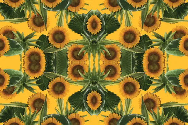 Vector illustration of Combination of sunflower and aloe