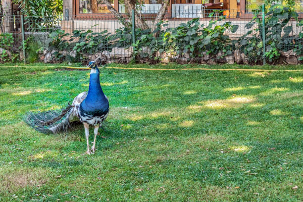 istock Peacock in the mini-zoo Mercur in Budva, Montenegro 1477860547