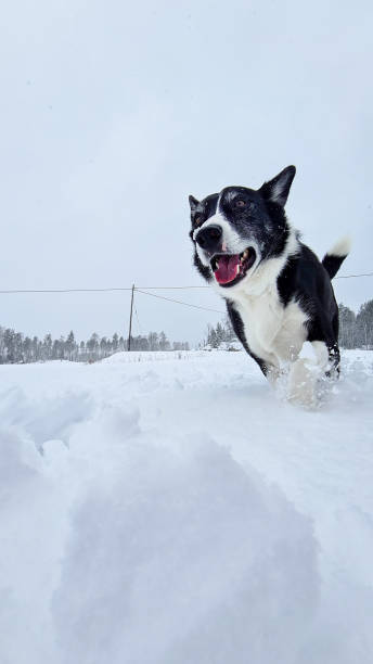 istock Border Collie in deep snow runs so the snow flies. 1477860892