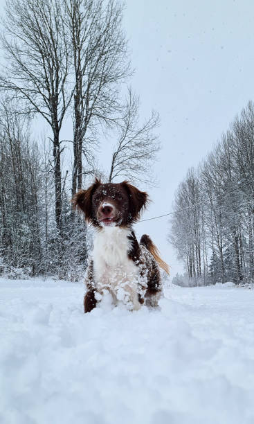 istock Dog running in snow.  Brittany Spaniel in deep snow 1477860912