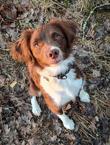 Cute Brittany Spaniel looking up in the camera in beautyful natural light.
Brown dog