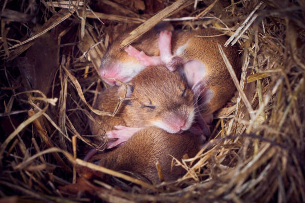 istock Baby mice sleeping in nest in funny position 1477861924