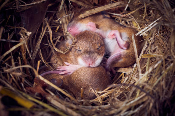 istock Baby mice sleeping in nest in funny position 1477861927
