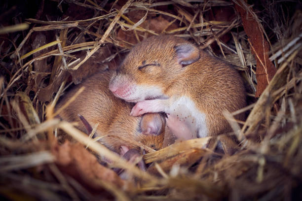 istock Baby mice sleeping in nest in funny position 1477862009