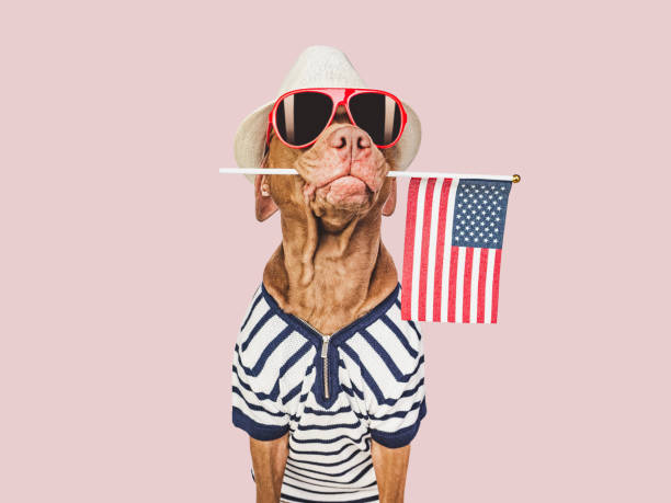 istock Charming brown puppy, sun hat and American flag 1477862551