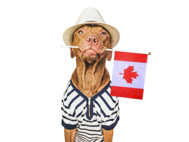 istock Charming, lovable brown puppy and Canadian flag 1477862730