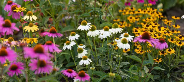 Photo of View at a variety of white, yellow and pink coneflowers (echinacea) in full bloom - panorama