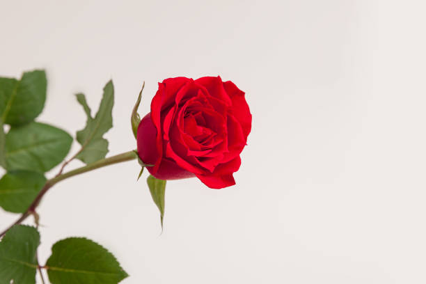 istock Blooming red rose flower isolated on white background 1477865599