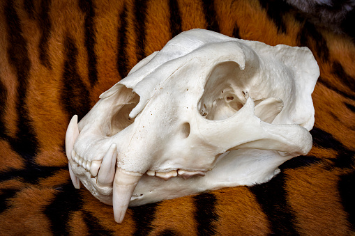 Tiger skull on fur. Poaching, illegal wildlife trade, sale of animal parts as souvenirs... are just some of the problems in wildlife conservation. Note: the objects in the photo are part of a natural history collection used in education and were not obtained by poaching.