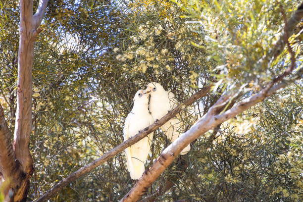 istock Little Corella - white australian cockatoos sitting on the tree 1477866458