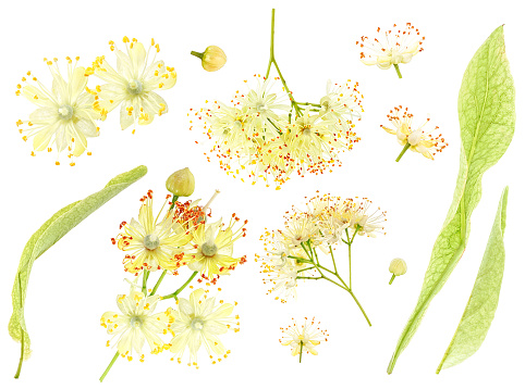 Set of linden flowers, leaves and petals isolated on a white background. Linden flowers bloom.