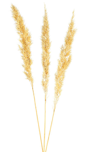 istock Yellow spikelets of bulrush isolated on a white background 1477866908