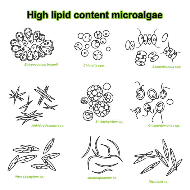 High lipid content microalgae Microalgae with high amount of lipid content, ranging from 20-75%, belong to Botryococcus braunii, Chlorella, Schizochytium, Scenedesmus etc. These microalgae can be used as feedstock for biofuels. chlamydomonas stock illustrations
