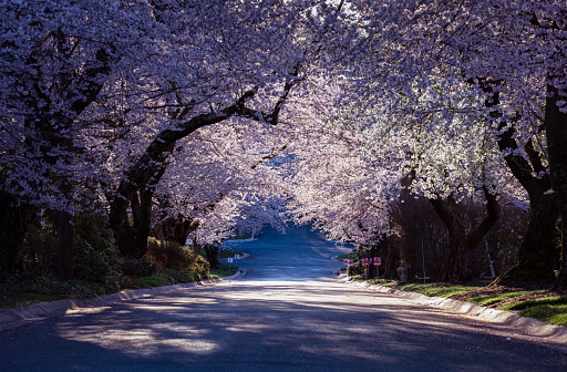 Washington DC residential street lined with cherry blossoms in spring