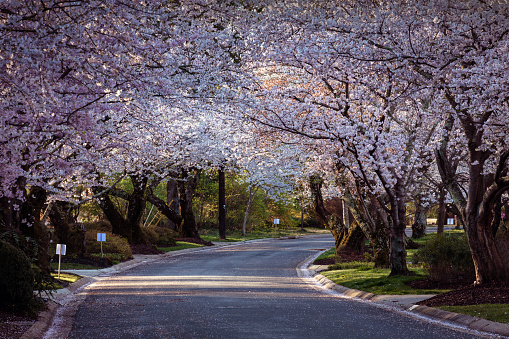 Washington DC residential street lined with cherry blossoms in spring