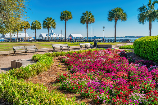Flowers and palmettos in Waterfront Park, downtown Charleston, South Carolina, USA.