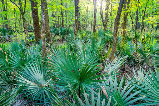 Landscape with palmettos in Congaree National Park, South Carolina, USA.