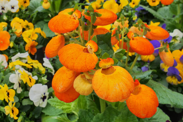 istock Beautiful Calceolaria flower also called lady's purse 1477872941