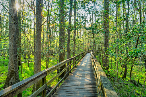 Boardwalk in Congaree National Park, South Carolina, USA at sunset.