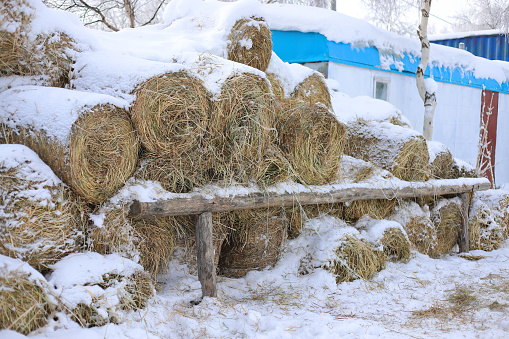 Farm hay storage. Round haystacks prepared for animal feed in winter.