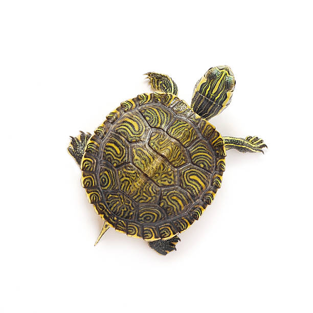 turtle small turtle on white background tortoise stock pictures, royalty-free photos & images