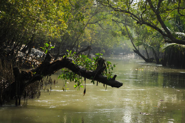 un canal en sundarbans - cloud morning delta landscape fotografías e imágenes de stock