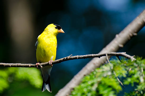 istock Male American Goldfinch Perched in a Tree 147787483