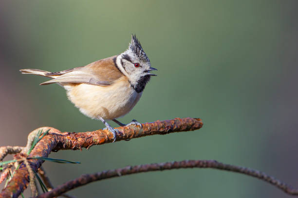 istock Crested Tit (Lophophanes cristatus) on branch, the Netherlands 1477874897