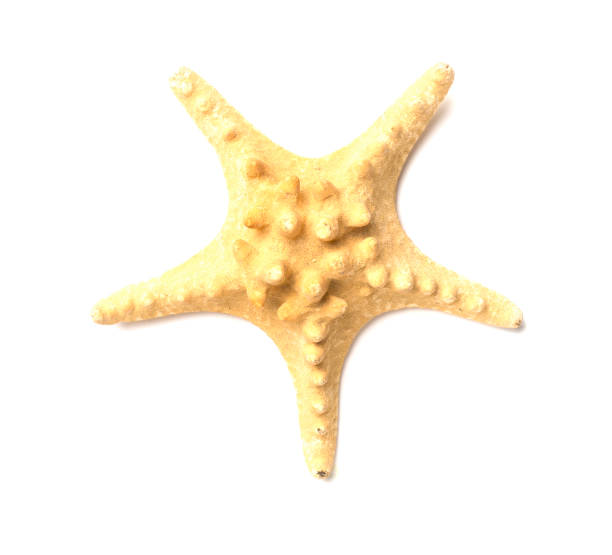 istock Big starfish isolated on white, top view 1477875601