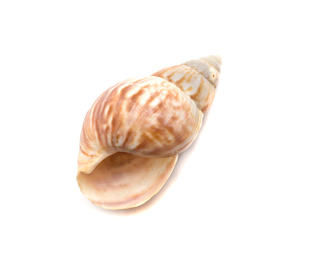 Seashell isolated on white, top view.